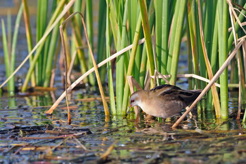 Little Crake (Porzana parva), Greece