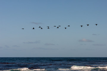 Seabirds flying over sea