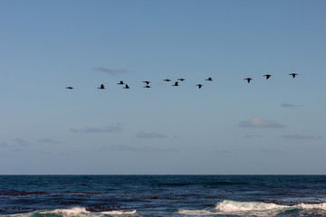 Fototapeta na wymiar Seabirds flying over sea