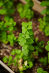 Fresh mint leaves 