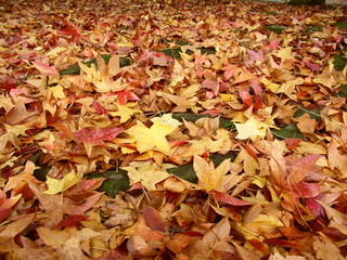 モミジバフウの落葉