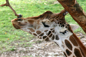 Une girafe qui se nourrit 