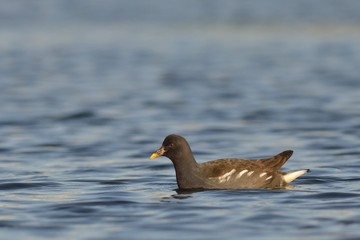 Moorhen (Gallinula chloropus), Crete, Greece