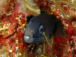 Scuba Diving Malta - Moray eel, Ras in-Newwiela dive site, Gozo