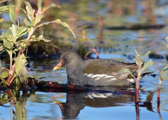 Moorhen (Gallinula chloropus), Crete, Greece