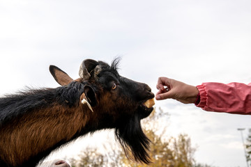 Female goat with black stripes eating apple slice from hand with sky background.