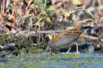 Baillon's Crake (Porzana pusilla), Greece	