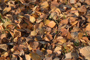 fallen autumn leaves on ground
