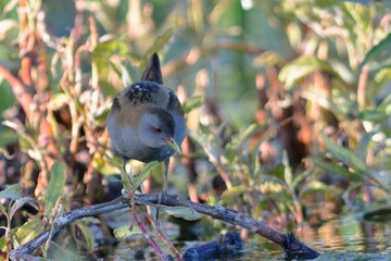Baillon's Crake (Porzana pusilla), Greece	