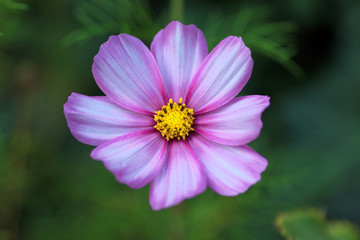 Obraz premium Blütenpracht 2