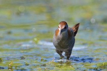 Baillon's Crake (Porzana pusilla), Greece	