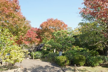 Naklejka premium 日本庭園の紅葉
