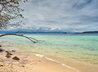 tree and stones on seashore