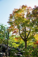 日本庭園の紅葉