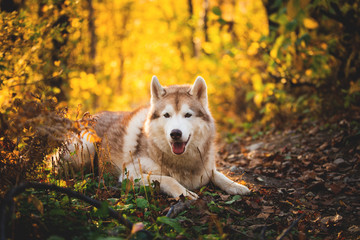Portrait of cute happy siberian Husky dog lying in the bright fall forest at sunset
