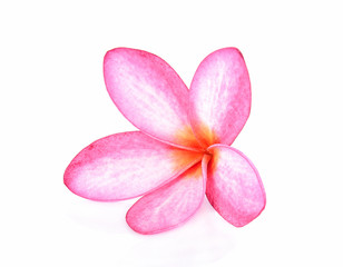 Frangipani flower isolated on white background