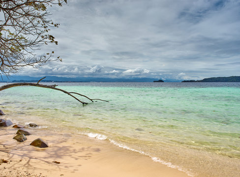 tree and stones on seashore