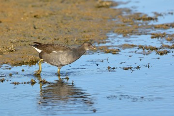 Moorhen (Gallinula chloropus), Crete, Greece