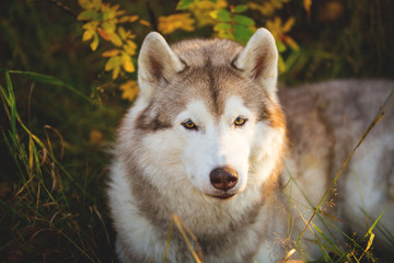 Close-up Portrait of beautiful and cute siberian Husky dog lying in the bright fall forest at sunset