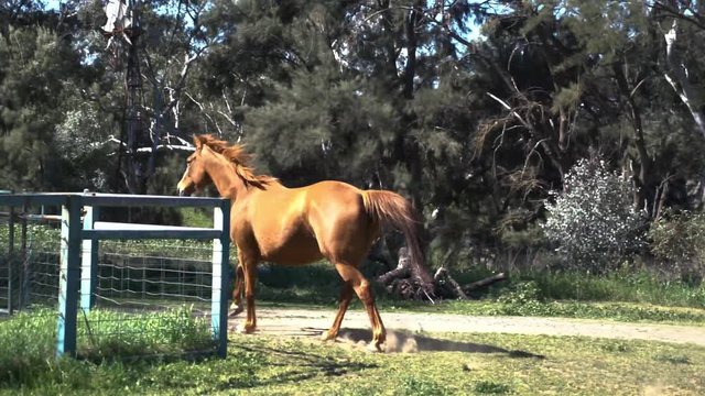 horse in the field