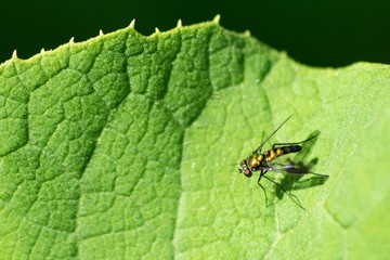 fly on leaf