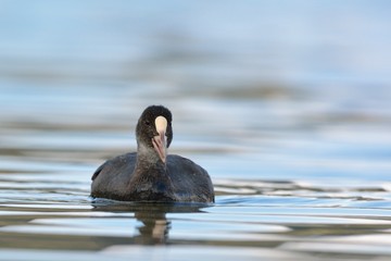 A juvenile Coot - Fulica atra, Crete