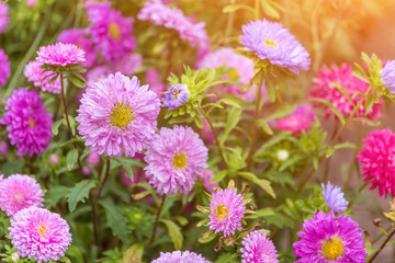 Pink Aster flowers in the garden in sunlight