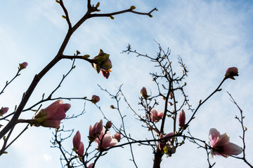 pink flowers on a magnolia tree during the spring season against a blue sky. Beautiful magnolia flowers background. Magnolia tree in bloom on a spring warm and sunny afternoon. Against blue sky..