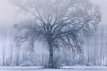Plain Piedmont,Turin district, Piedmont, Italy.Winter tree in the Piedmont plain
