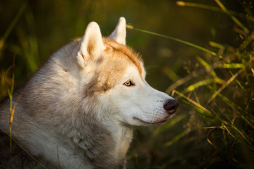 Profile Portrait of beautiful and prideful dog breed Siberian Husky posing in autumn on a bright forest background.