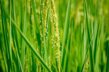 Fototapeta na wymiar Close up of rice in the field are blossoming.