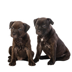 two cute english staffordshire bull terrier puppies isolated on white background, close-up 
