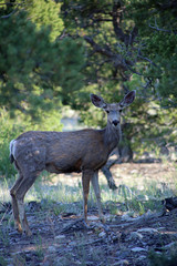 Curious Deer, Mt Blanca, Colorado