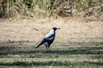 Obraz premium One of bird