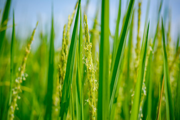 Close up of rice in the field are blossoming.
