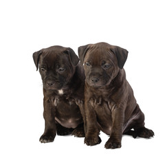 two cute english staffordshire bull terrier puppies isolated on white background, close-up 
