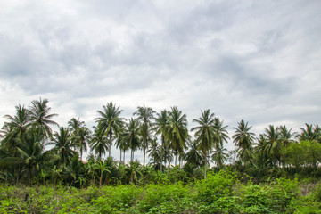Coconut trees bright sky.