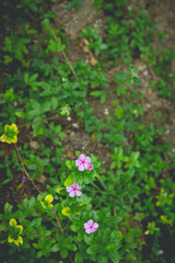 Little purple flowers in the green garden