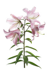 Branch of tender pink lilies isolated on white background.