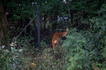 Rehbock in der freien Natur