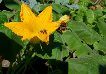 Biene und Hummel auf der selben Blüte