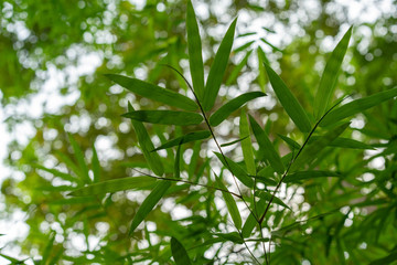 Backgrounds Textures blur bamboo leaves