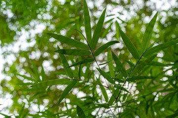 Fototapeta na wymiar Backgrounds Textures blur bamboo leaves