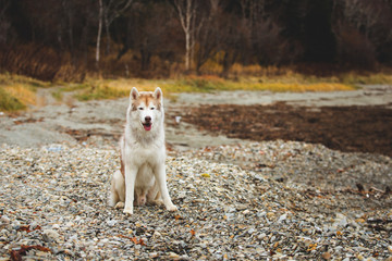 Fototapeta premium Image of beautiful Beige and white Siberian Husky dog sitting onthe pebble bach at seaside