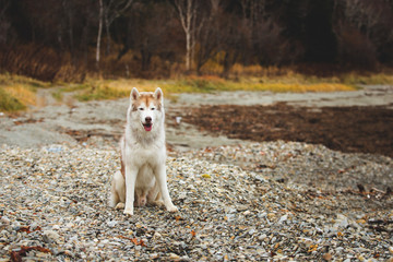 Image of beautiful Beige and white Siberian Husky dog sitting onthe pebble bach at seaside