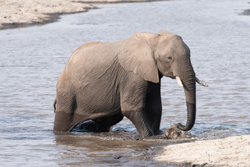 Elefant durchquert das Wasser am Chobe River, Chobe Nationalpark, Botswana