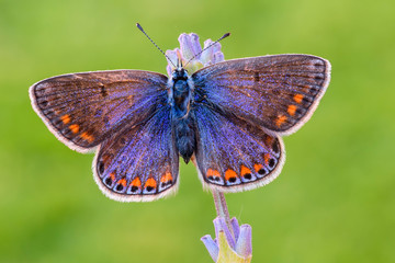 Polyommatus thersites, Liguria, Italy
