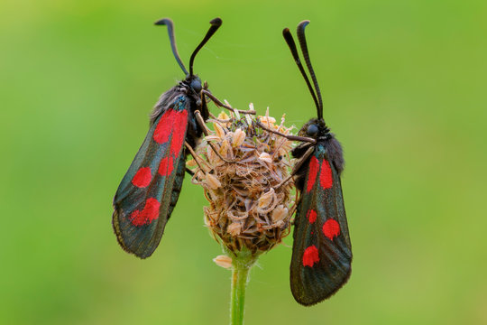 Zygaena loti, Salata, Piedmont, Italy