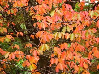 桜の黄葉