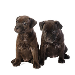 two cute brown English Staffordshire bull Terrier puppy sitting isolated on white background, close up
